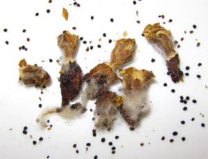 Ariocarpus retusus seeds